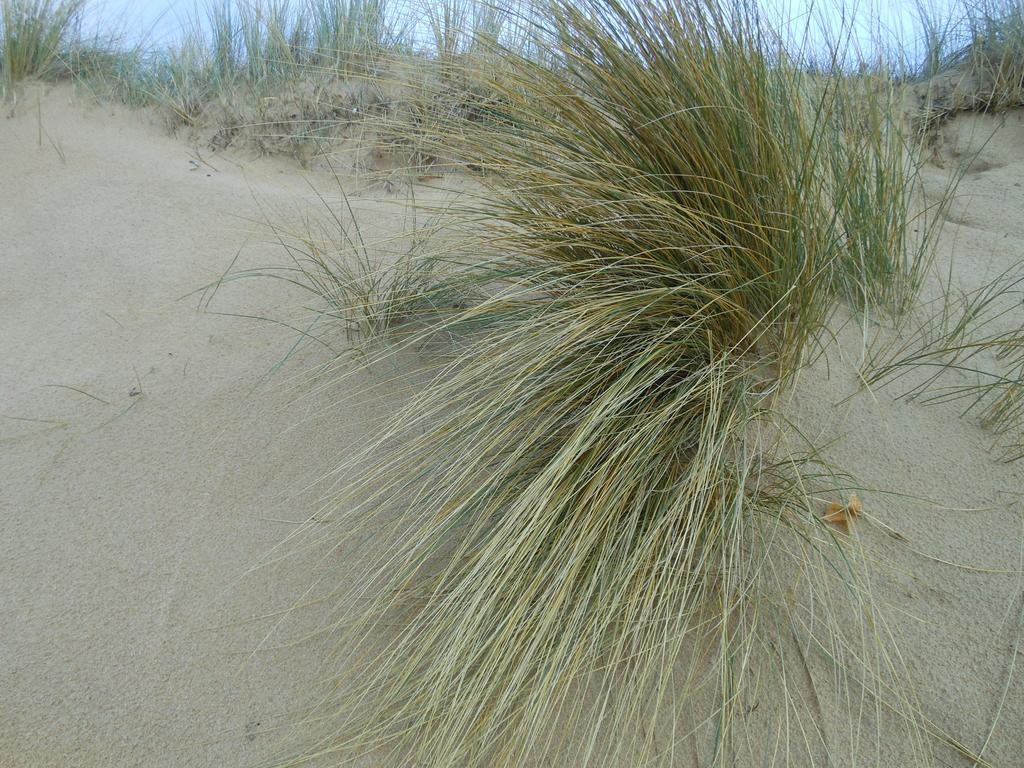 Hotel De La Petite Plage Saint-Georges-d'Oleron Ngoại thất bức ảnh